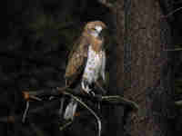 Circaète Jean-le-Blanc Circaetus gallicus