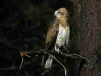 Circaète Jean-le-Blanc Circaetus gallicus