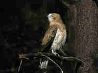 Circaète Jean-le-Blanc Circaetus gallicus