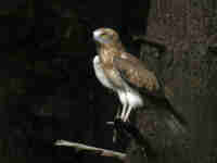 Circaète Jean-le-Blanc Circaetus gallicus