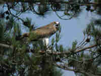 Circaète Jean-le-Blanc Circaetus gallicus