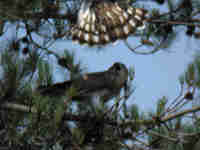 Circaète Jean-le-Blanc Circaetus gallicus