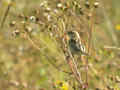 Cisticole des joncs Cisticola juncidis