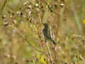 Cisticole des joncs Cisticola juncidis