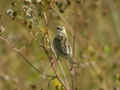 Cisticole des joncs Cisticola juncidis