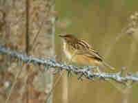 Cisticole des joncs Cisticola juncidis