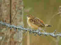 Cisticole des joncs Cisticola juncidis