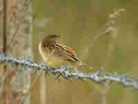 Cisticole des joncs Cisticola juncidis