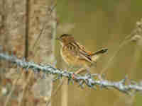 Cisticole des joncs Cisticola juncidis