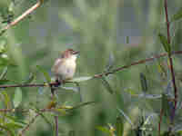 Cisticole des joncs Cisticola juncidis