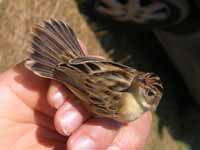 Cisticole des joncs Cisticola juncidis