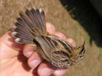 Cisticole des joncs Cisticola juncidis