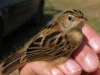 Cisticole des joncs Cisticola juncidis