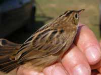 Cisticole des joncs Cisticola juncidis