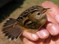 Cisticole des joncs Cisticola juncidis