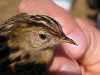 Cisticole des joncs Cisticola juncidis