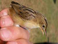 Cisticole des joncs Cisticola juncidis