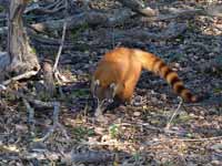 Coati brun Nasua nasua