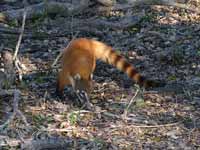 Coati brun Nasua nasua