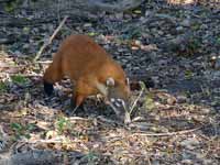 Coati brun Nasua nasua