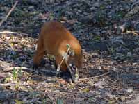 Coati brun Nasua nasua