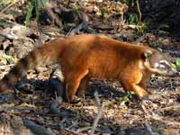 Coati brun Nasua nasua