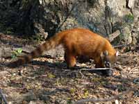 Coati brun Nasua nasua