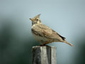 Cochevis huppé Galerida cristata