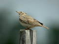 Cochevis huppé Galerida cristata