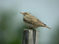 Cochevis huppé Galerida cristata