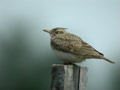 Cochevis huppé Galerida cristata