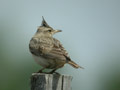 Cochevis huppé Galerida cristata