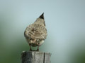 Cochevis huppé Galerida cristata