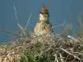 Cochevis huppé Galerida cristata arenicola