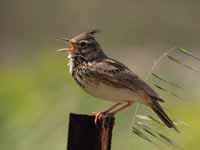 Cochevis huppé Galerida cristata arenicola