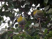 Colombar commandeur Treron phoenicopterus