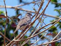 Colombe écaillée Columbina squammata