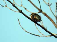 Colibri à gorge rubis Archilochus colubris