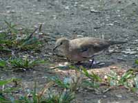 Colombe picui Columbina picui