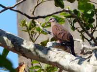 Colombe rousse Columbina talpacoti