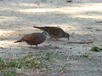 Colombe rousse Columbina talpacoti