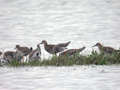 Combattant varié Calidris pugnax