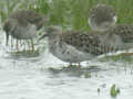 Combattant varié Calidris pugnax