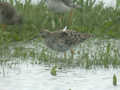 Combattant varié Calidris pugnax