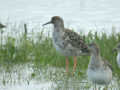 Combattant varié Calidris pugnax