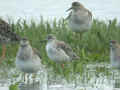 Combattant varié Calidris pugnax