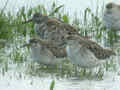 Combattant varié Calidris pugnax