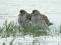 Combattant varié Calidris pugnax