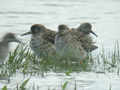 Combattant varié Calidris pugnax