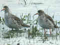 Combattant varié Calidris pugnax